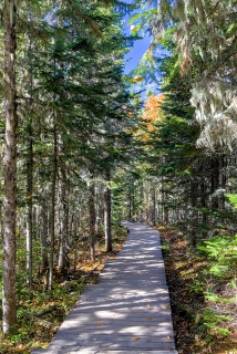 Parc national des Grands Jardins Randonnée du Mont-du-lac-des-Cygnes