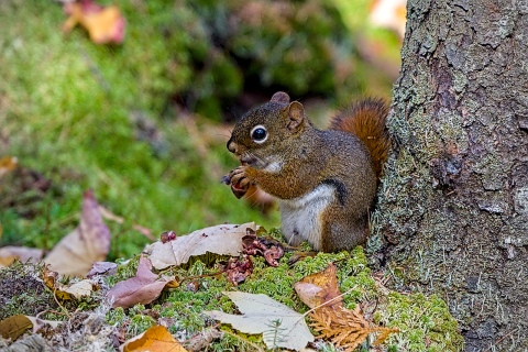 Parc de La Mauricie